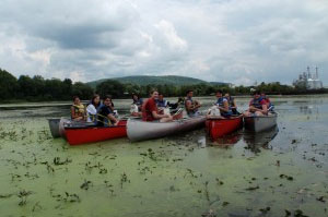SUNY Oneonta students remove water chestnutsin an Oneonta swamp. 