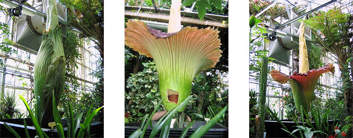 Amorphophallus Titanum, or “corpse flower” in bloom