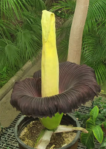 Amorphophallus Titanum, or “corpse flower”