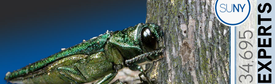 Ask an Expert header with Emerald Ash Boarer. SUNY has 34,695 experts