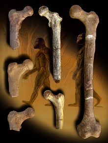 Study Reveals an Early Tree-Dwelling Bipedal Human Ancestor was Similar to Ancient Apes and “Lucy” but not Living Apes 
