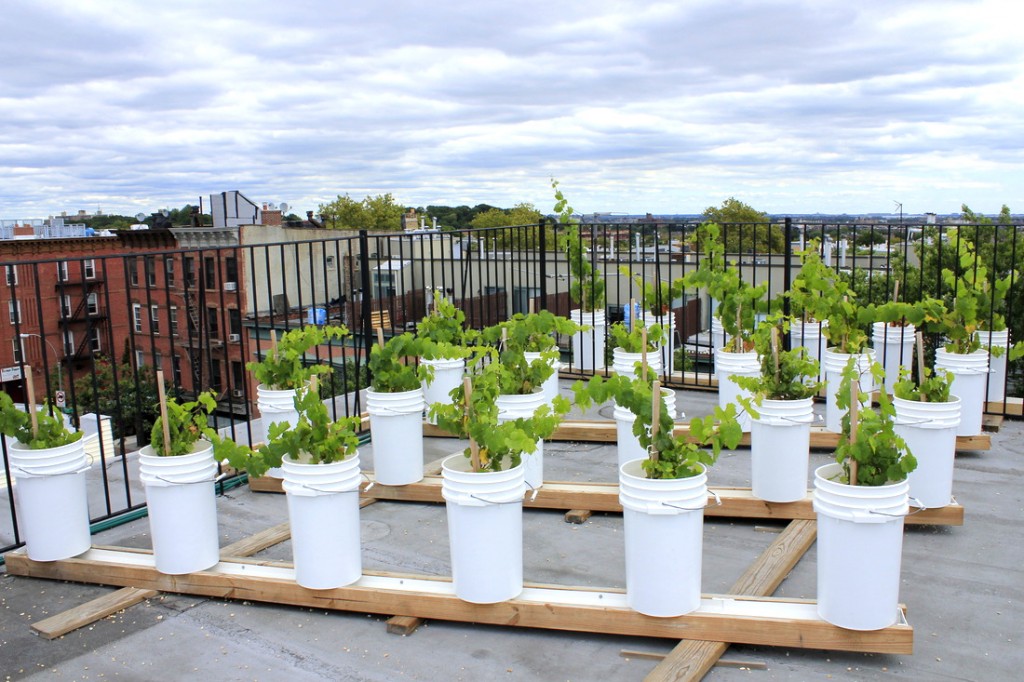 Rooftop Reds pilot project of growing wine berries in buckets on a rooftop in New York City.