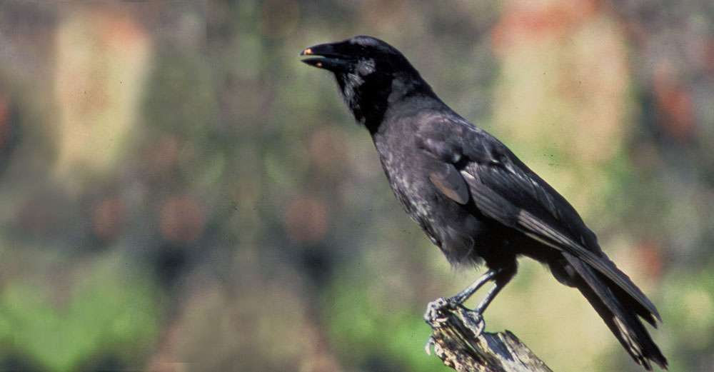 Hawaii crow bird