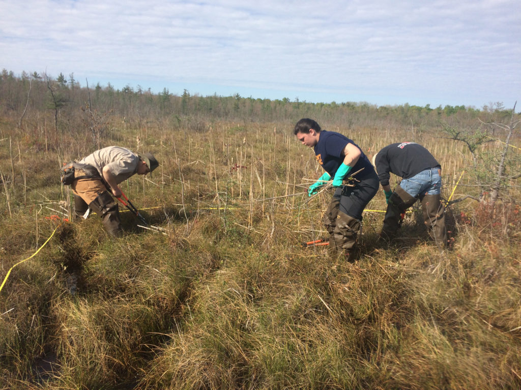 SUNY Oswego students Sarita Charap (center) and Corey Kane (right) remove cattails below the waterline of a local fen to protect sensitive habit of two rare species, the bog buckmoth and bog turtle. Working alongside the students is supervisory technician Faith Page, a 2014 Oswego alumna.