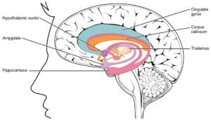 Drawing of hippocampus in the human brain.