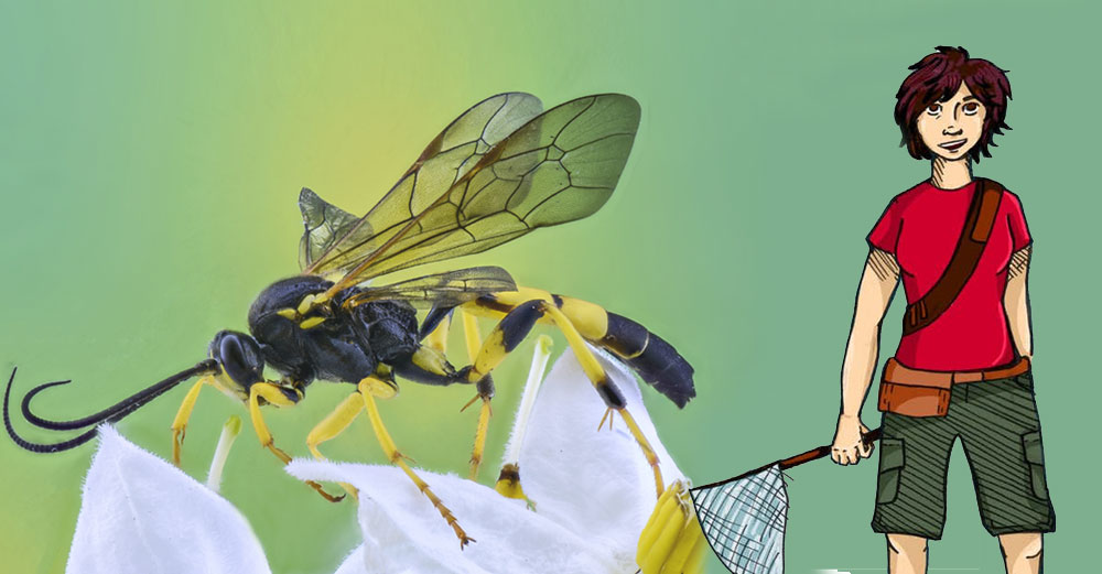 A wasp with the character from Carly’s Adventures in Wasp Land drawn over top.