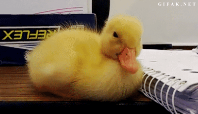 Duck Sleeping GIF