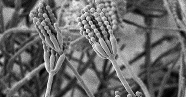 Penicillium vanoranjei fungi. Photo credit Courtesy of Cobus M. Visagie and Jan Dijksterhuis  Young colony, image obtained by scanning electron microscope Photo credit: Courtesy of Cobus M. Visagie and Jan Dijksterhuis