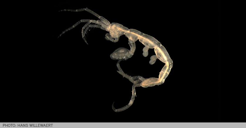 Skeleton Shrimp - Photo credit: Hans Willewaert