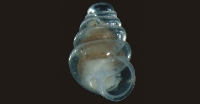 Zospeum tholussum snail