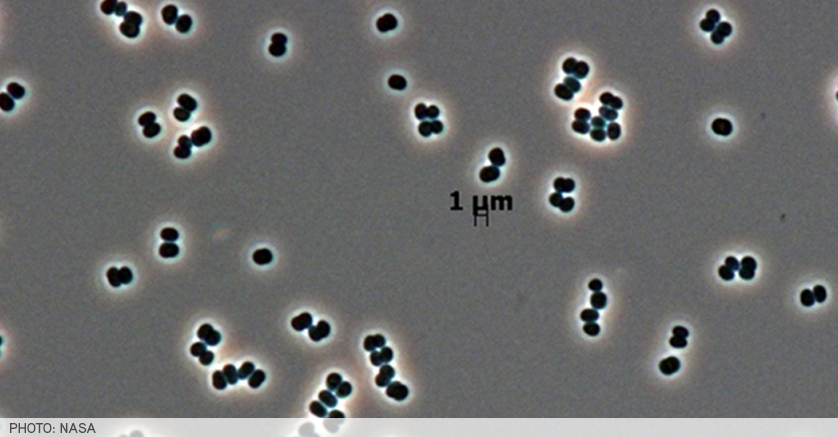 clean room microbes - photo credit NASA