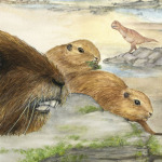 From the Shadows of the Dinosaurs, a New Mammal is Discovered