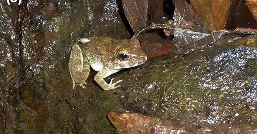 Limnonectes larvaepartus frog