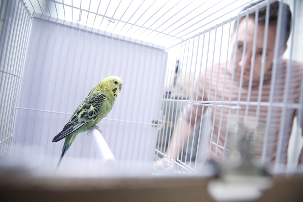 Biopsychologist Andrew Gallup, assistant professor of psychology at SUNY Oneonta, studies a parakeet sitting inside a cage.