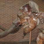 Meet Sugar, Our 8,000 Year Old Mastodon Friend