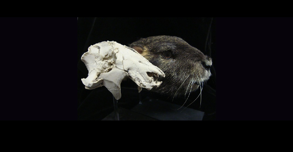 Ancient groundhog Vintana sertichi's skull.