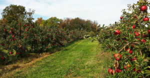 An apple farm in full bloom