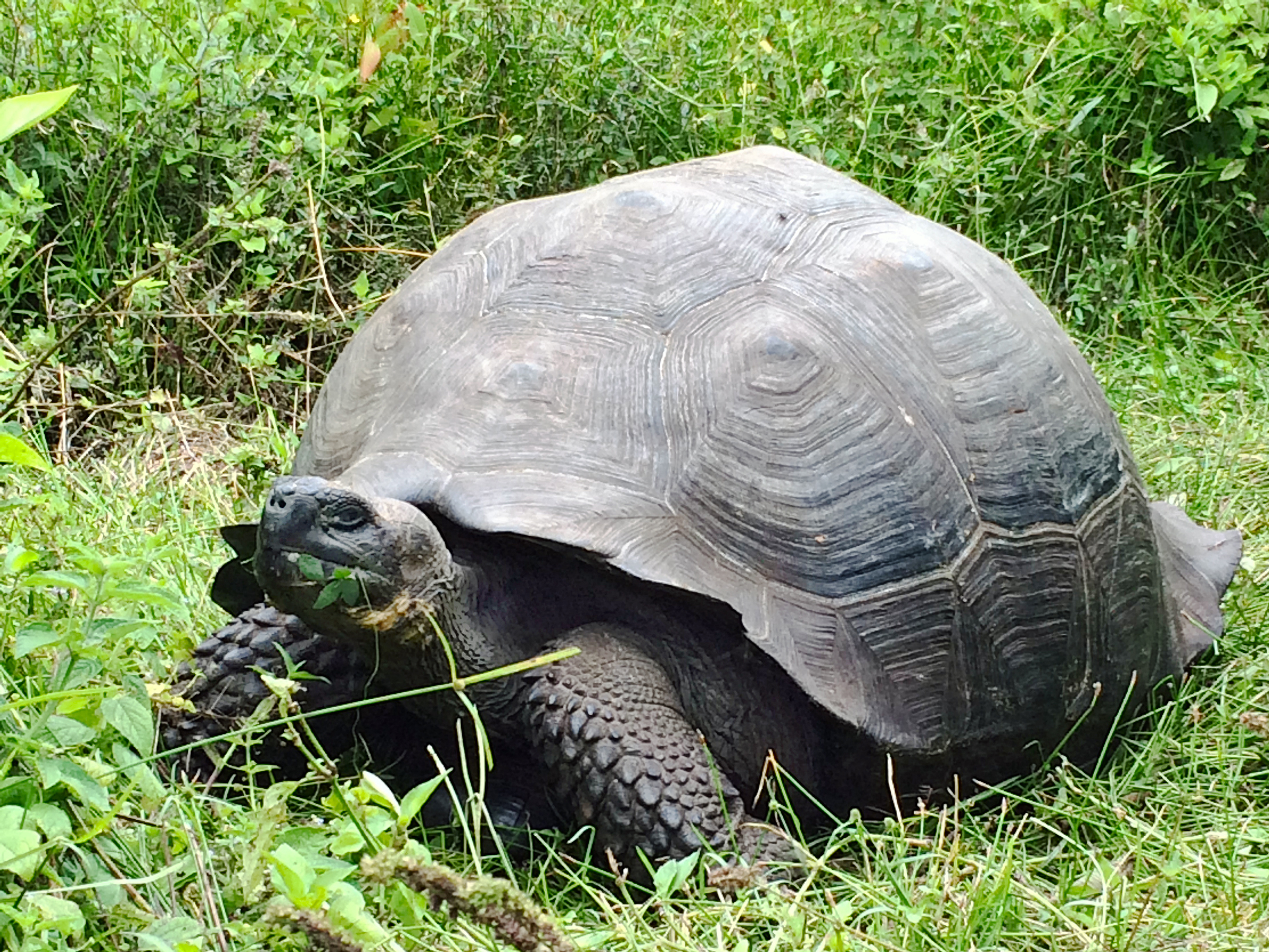 Абингдонские слоновые черепахи. Галапагосская черепаха. Галапагосская гигантская черепаха. Абингдонская слоновая черепаха одинокий Джордж. Галапагосская черепаха Джордж.