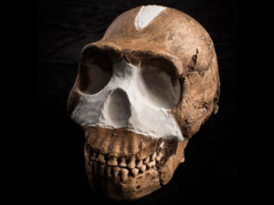 homo naledi skull