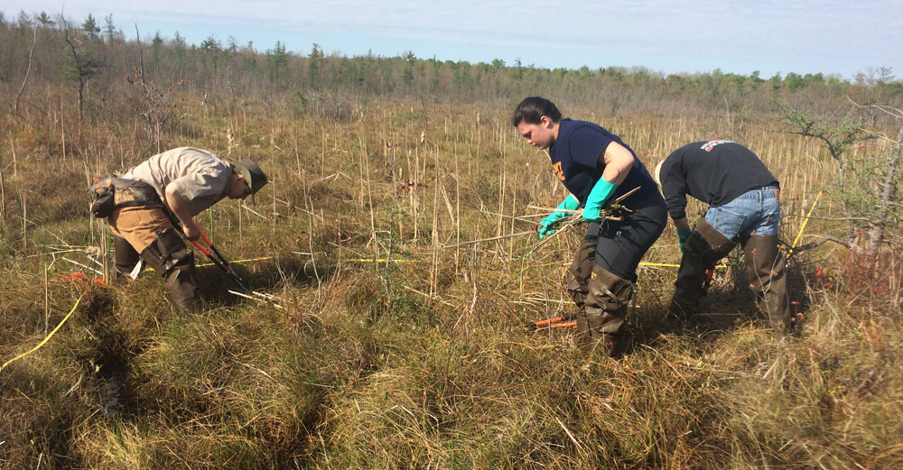 SUNY Oswego students remove cattails below the waterline of a local fen to protect sensitive habit of two rare species