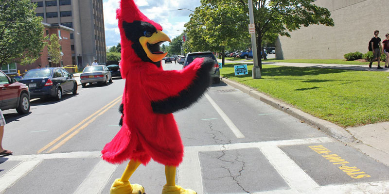 SUNY Plattsburgh mascot Burghy crossing the street.