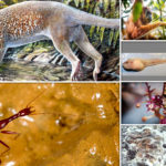 They Can Swim, Crawl, and Grow Out Of The Ground. Meet the Top 10 New Species of 2018