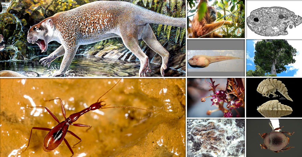 Collage of 2018's top 10 new species.