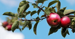 Apples on a branch stem.